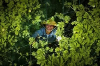 Gia Lai Ensures Safe Vegetable Supply for Lunar New Year 