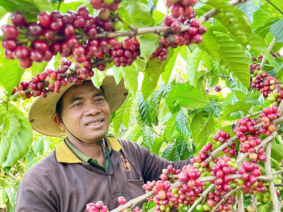 Coffee is the province’s key export, currently accounting for about 35% of Gia Lai’s total export turnover. Photo: Vũ Thảo Cà phê là mặt hàng xuất khẩu chủ lực, hiện chiếm khoảng 35% kim ngạch xuất khẩu của Gia Lai. Ảnh: Vũ Thảo