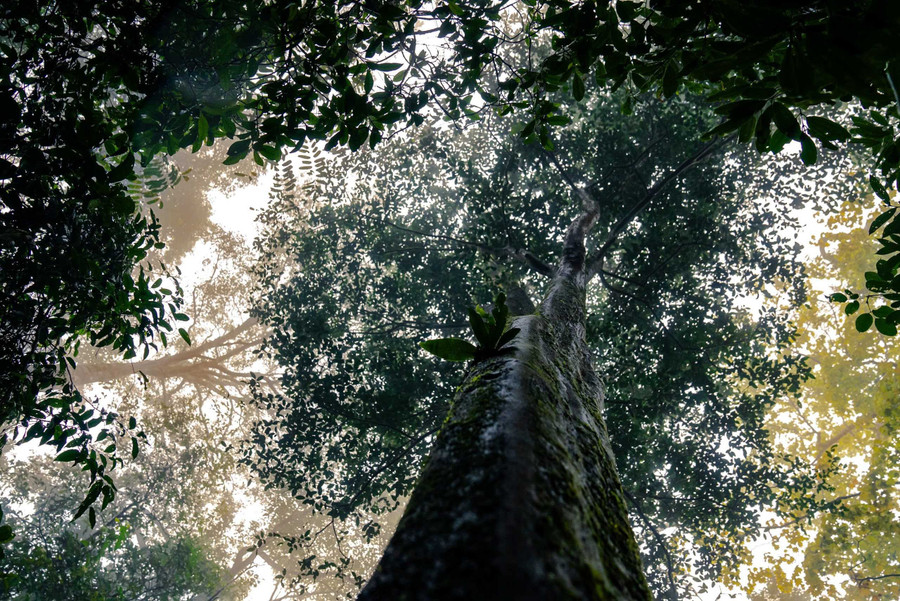 Gia Lai’s strength in forests provides a foundation for carbon credit exploitation. Photo: Dũng Nhân Gia Lai’s strength in forests provides a foundation for carbon credit exploitation. Photo: Dũng Nhân