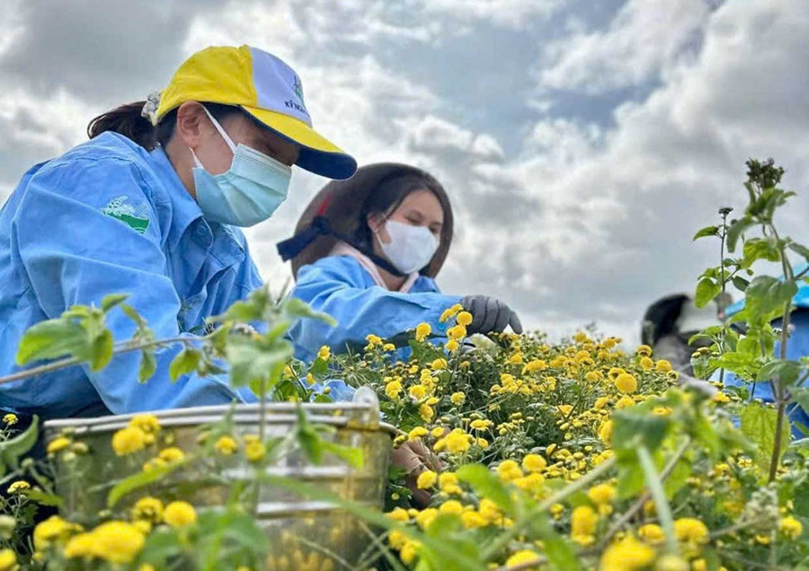 Chamomile tea production at LiLa Herbal Co., Ltd. (An Binh Ward). Photo: V.T