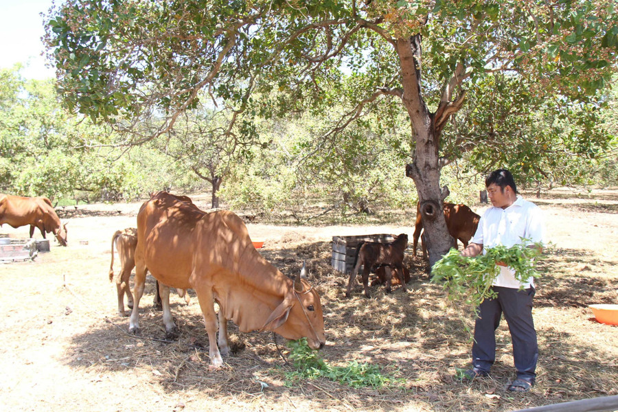 Ông Ánh chăm sóc đàn bò lai thả dưới tán cây điều. Ảnh: N.H