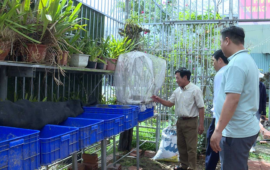 Calcium worm farming model at Hoàng Thanh Vân’s household, Ayun Pa ward. Photo: Minh Lý bg6-2-minh-ly.jpg