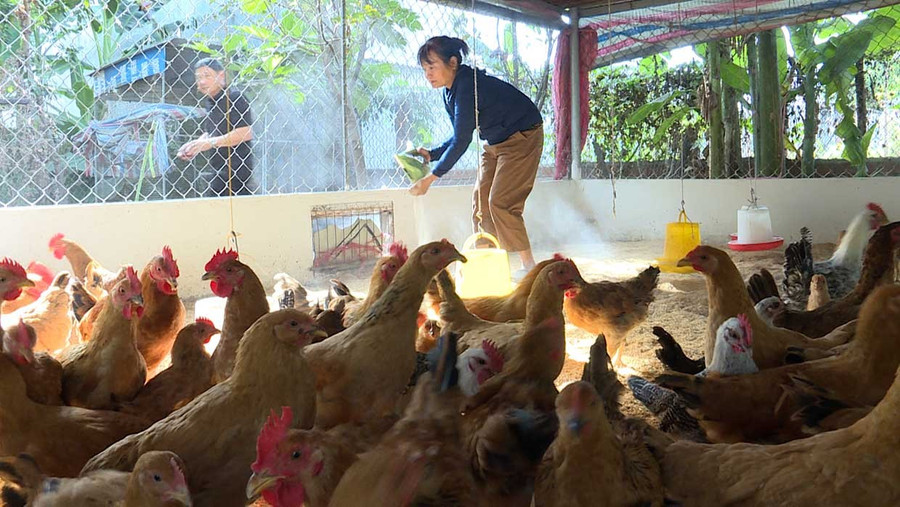 Chicken farming model on biological bedding in Ayun Pa ward. Photo: Minh Lý bg-6-1-minhly.jpg
