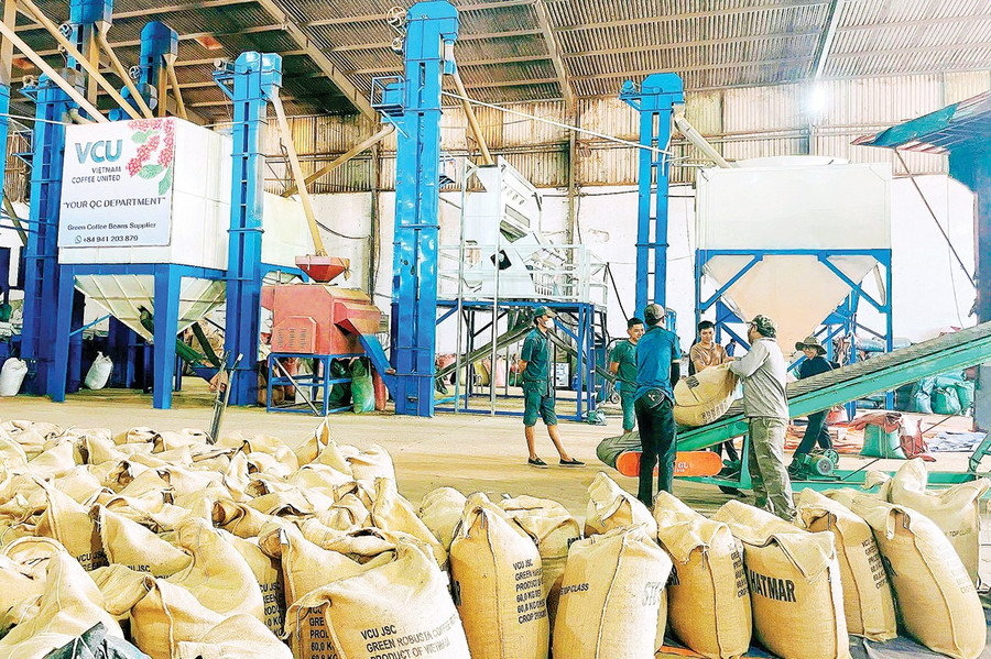 Workers at VCU JSC (Chư Prông commune) operate the coffee production line. Photo: Hải Yến 14-2.jpg