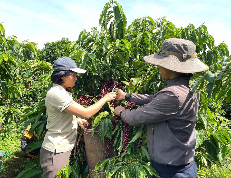 Sản xuất nông nghiệp là thế mạnh của Gia Lai và du lịch nông nghiệp ở đây n vẫn còn dư địa rất lớn. Ảnh: Vũ Thảo