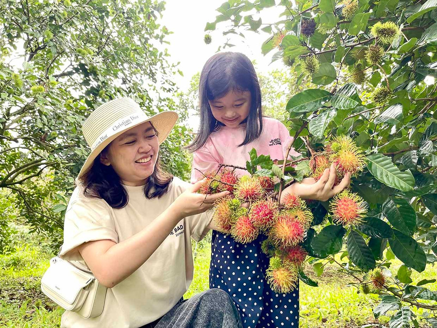 Các vườn chôm chôm ở xã Ia Krái mỗi độ thu hoạch từ tháng 6-8 hằng năm luôn tấp nập khách đến trải nghiệm thu hái và thưởng thức.