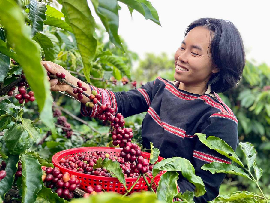 HTX Nông nghiệp và Du lịch Tây Gia Lai (làng Mrông Yố 1, xã Ia Phí) đang hướng đến việc xây dựng mô hìnth “từ nông trại đến tách cà phê”. Ảnh: Vũ Thảo