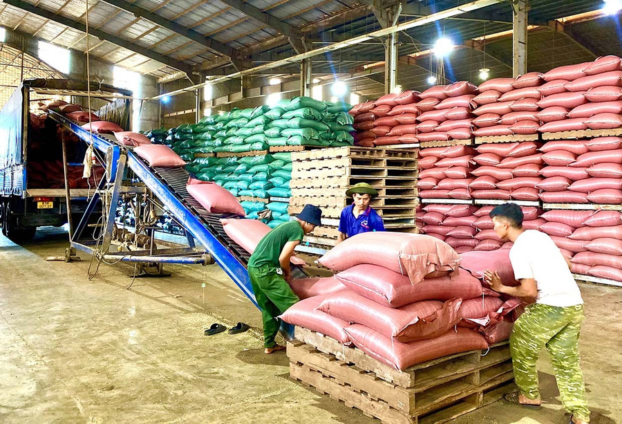 Production and processing activities at Hoa Trang Import-Export Co., Ltd. - Gia Lai. Photo: Ha Duy