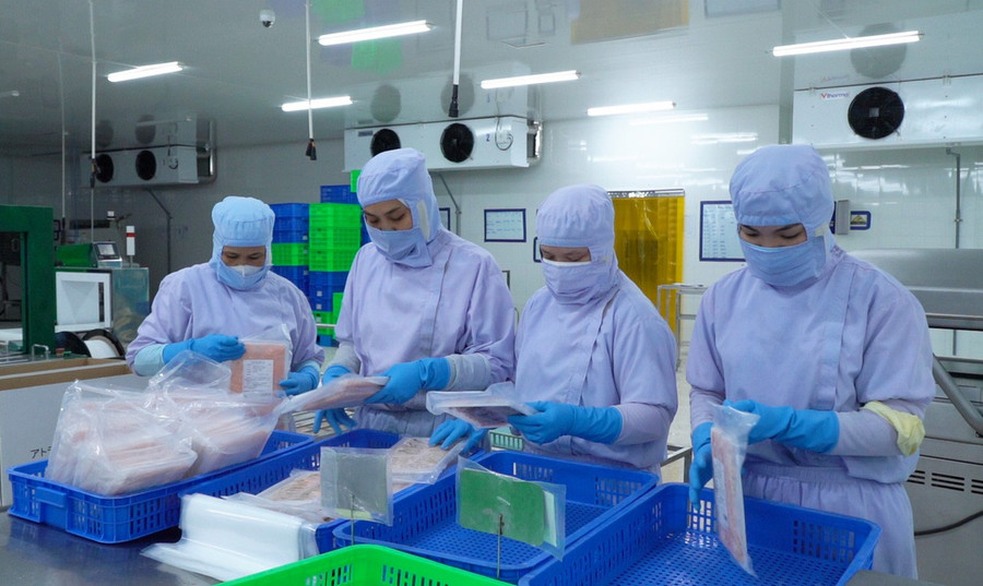 Workers inspect red tilapia products before they are released to the market. Photo: Viet Hung