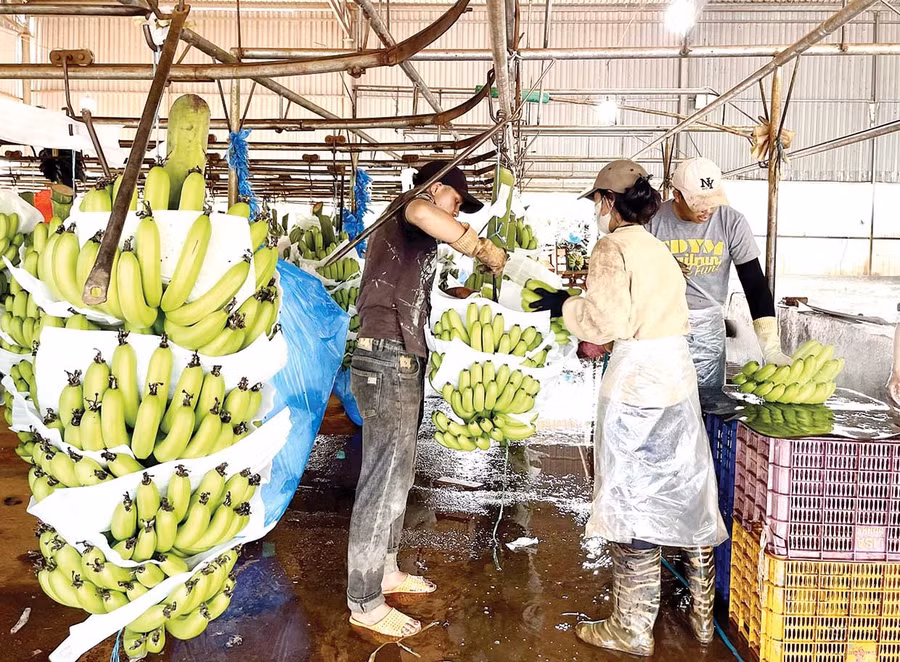 Năm 2026, Công ty Cổ phần Nông nghiệp công nghệ cao Hưng Sơn đặt mục tiêu xuất khẩu khoảng 20.000 tấn chuối và đang nghiên cứu mở rộng diện tích để đáp ứng nhu cầu từ các thị trường Singapore, Malaysia và khu vực Trung Đông. Ảnh: Vũ Thảo