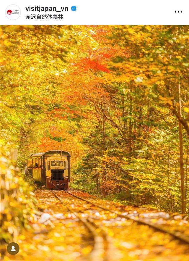The scene of a train carrying tourists through the golden Akasawa cypress forest in Nagano Prefecture captivates visitors, allowing them to admire the gentle beauty of autumn here.