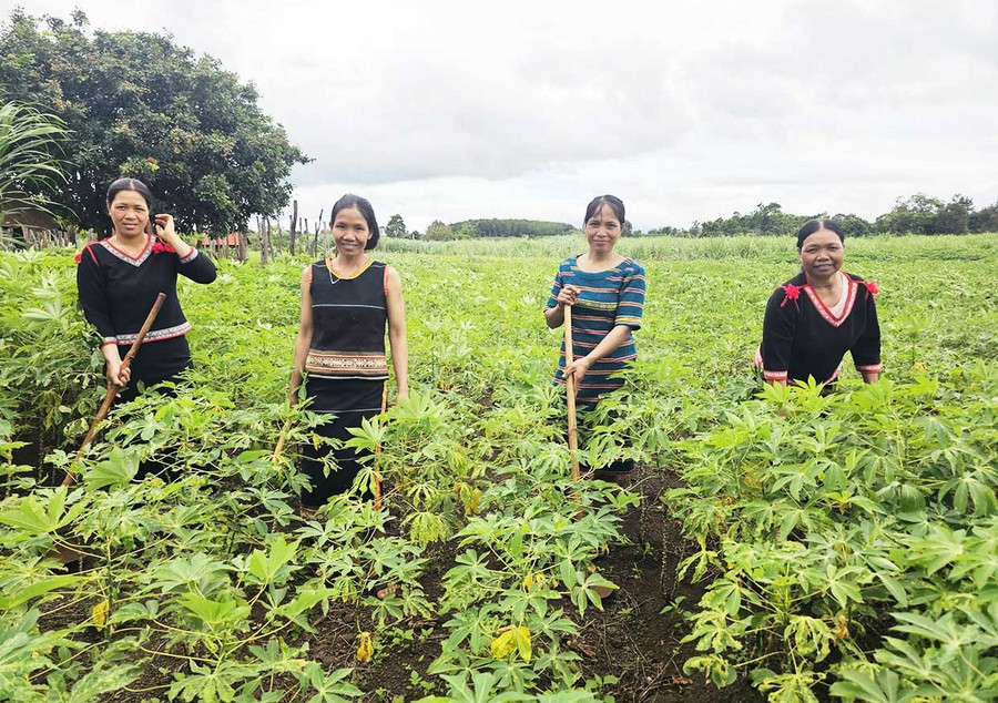 Ktu Village Women's Union members support each other with labor.