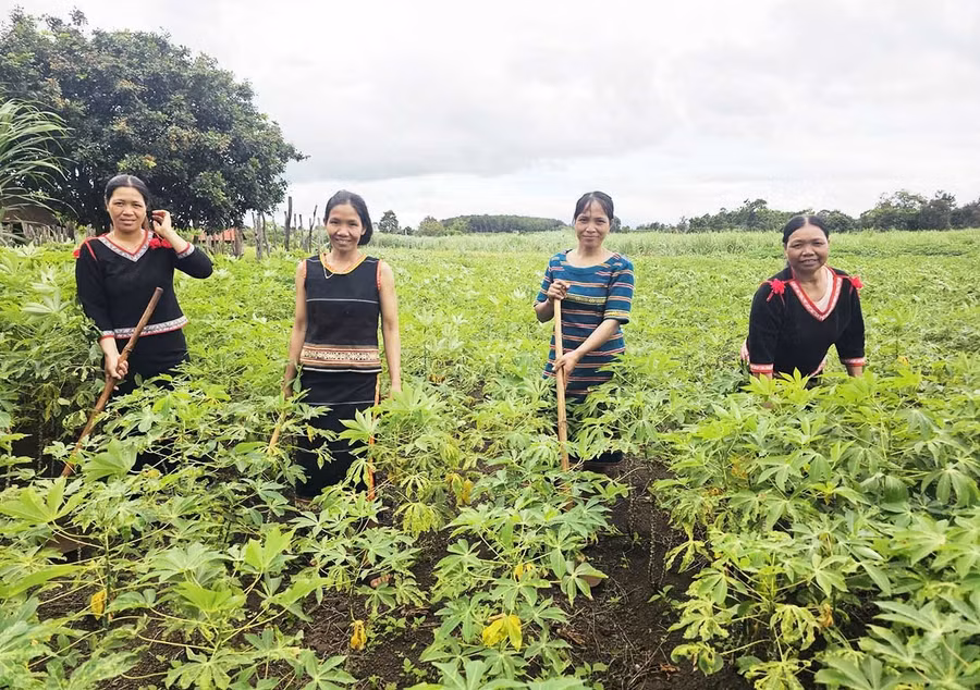 Ktu Village Women's Union members support each other with labor.