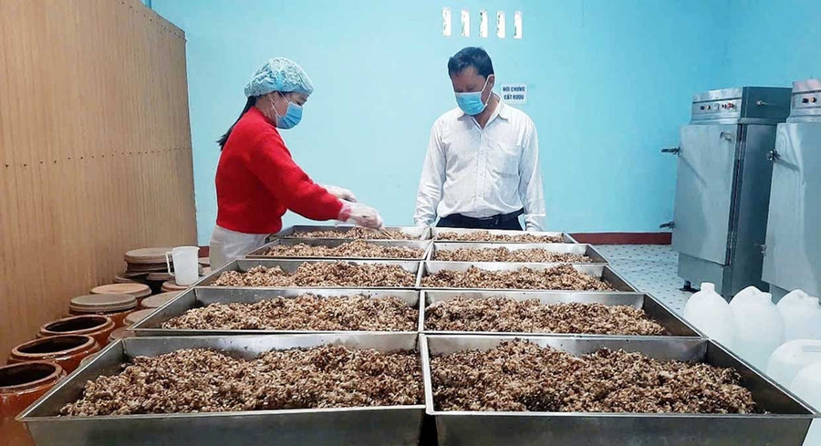 Ủ men truyền thống để phục vụ chưng cất, nấu ra sản phẩm rượu Bàu Đá chất lượng cao. Ảnh: V.L