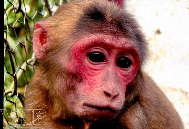 Red-faced monkey at Pu Mat National Park. (Source: Vietnam Pictorial). Red-faced monkey at Pu Mat National Park. (Source: Vietnam Pictorial).