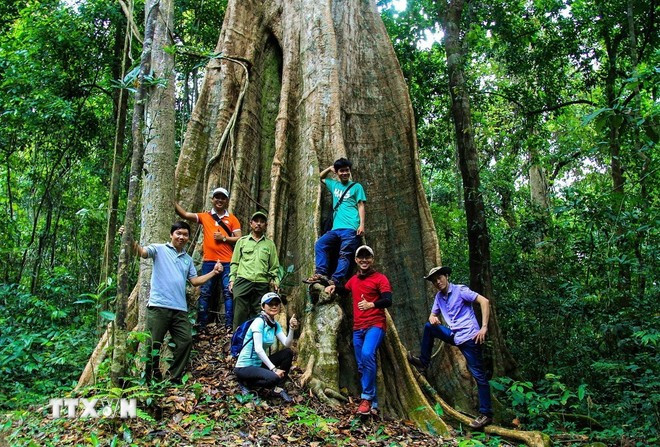Tourists explore the primeval forest at Dong Nai Nature and Culture Reserve. (Photo: Hong Dat/Vietnam News Agency) Tourists explore the primeval forest at Dong Nai Nature and Culture Reserve. (Photo: Hong Dat/Vietnam News Agency)
