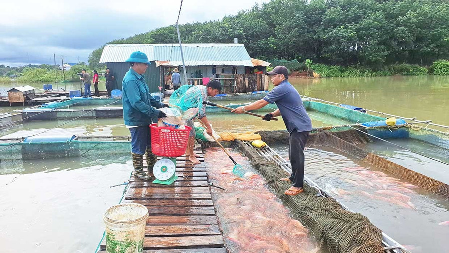 Đàm Văn Sáng harvesting red tilapia raised on the Sê San River. Photo: T.D Anh Đàm Văn Sáng thu hoạch cá diêu hồng nuôi trên sông Sê San.