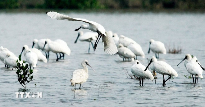 The spoon-billed stork, classified as Endangered in the International Red Book, appears in Xuan Thuy National Park with only about 40 individuals each year. (Photo: Lam Khanh/Vietnam News Agency) The spoon-billed stork, classified as Endangered in the International Red Book, appears in Xuan Thuy National Park with only about 40 individuals each year. (Photo: Lam Khanh/Vietnam News Agency)