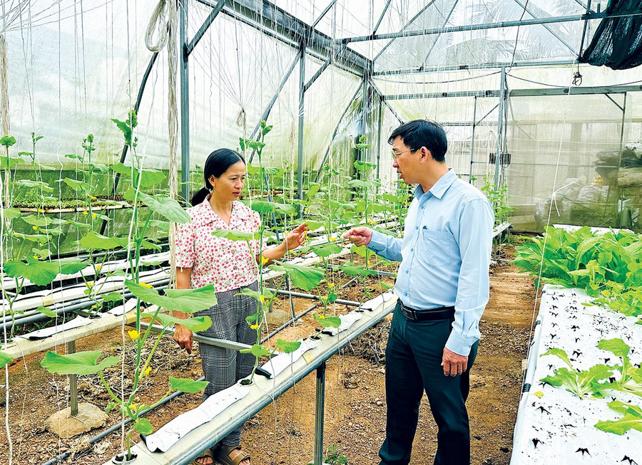 With guidance, Ms. Nguyen Thi Hien (Hoi An village) has developed a high-yield hydroponic vegetable model in a greenhouse. Photo: D.D