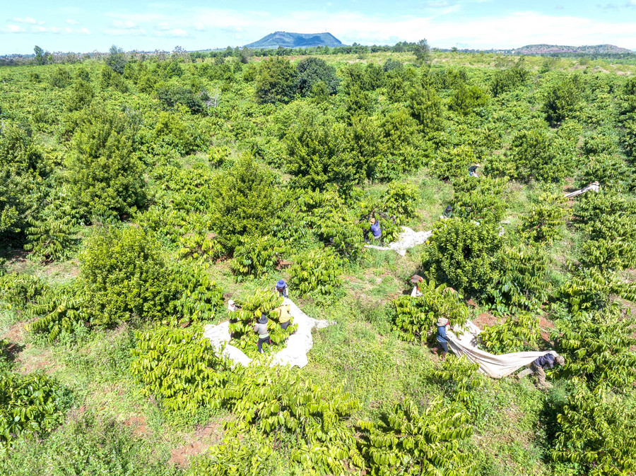 Vùng nguyên liệu cà phê organic của Công ty TNHH Vĩnh Hiệp tại xã Bờ Ngoong. Ảnh: Hà Duy