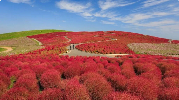 Just a short distance from Tokyo, Ibaraki is a dream for autumn foliage enthusiasts.