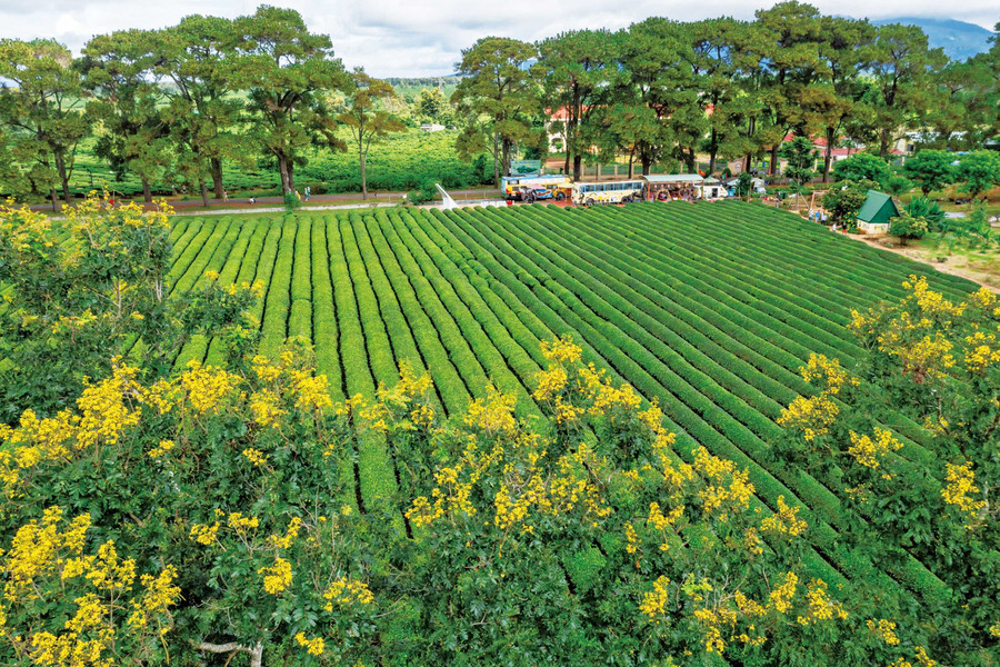 Golden cassia flowers at Biển Hồ tea plantation (Biển Hồ commune). Photo: Nguyễn Linh Vinh Quốc