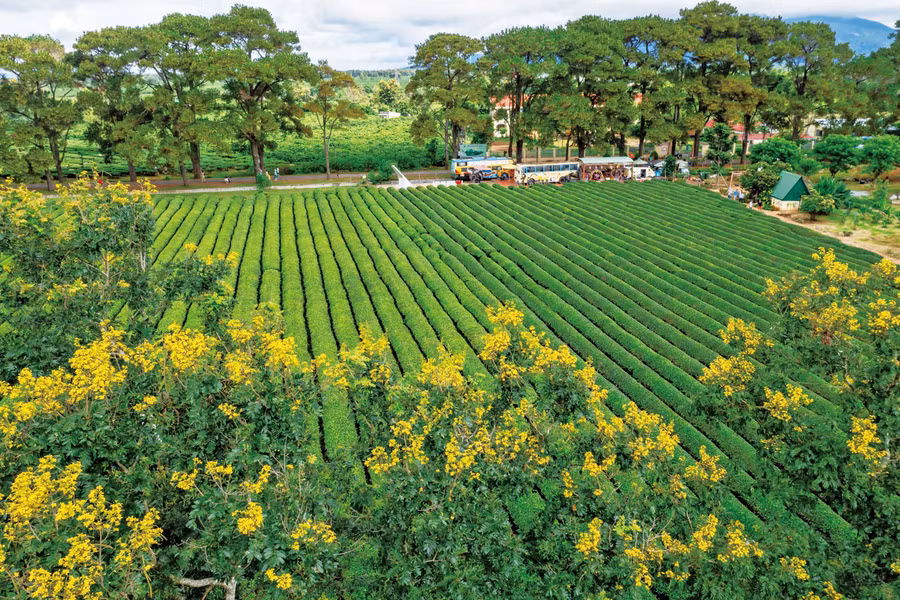 Golden cassia flowers at Biển Hồ tea plantation (Biển Hồ commune). Photo: Nguyễn Linh Vinh Quốc