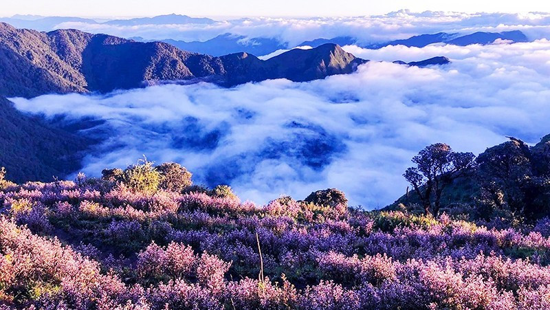 The season of blooming purple chi pâu flowers.