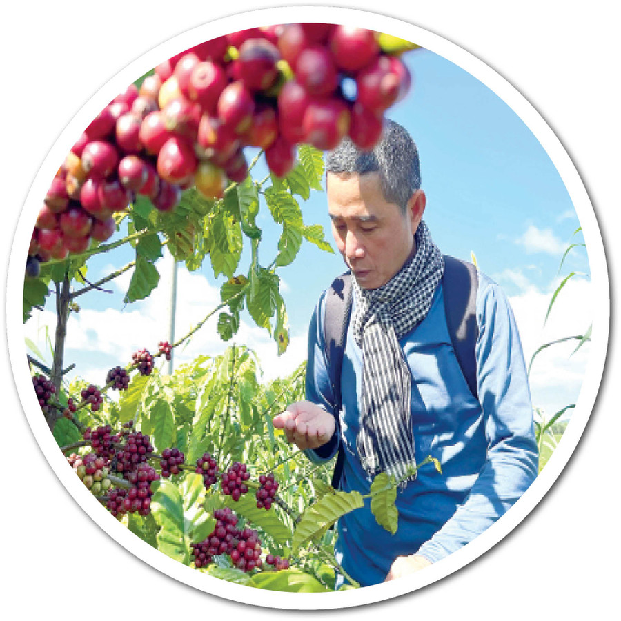 Cà phê canh tác hữu cơ cho quả to, vỏ mỏng, trọng lượng hạt nặng. Ảnh: Vũ Thảo