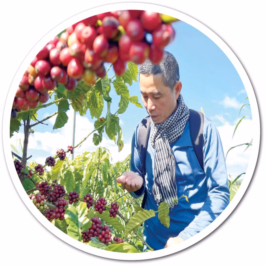 Cà phê canh tác hữu cơ cho quả to, vỏ mỏng, trọng lượng hạt nặng. Ảnh: Vũ Thảo