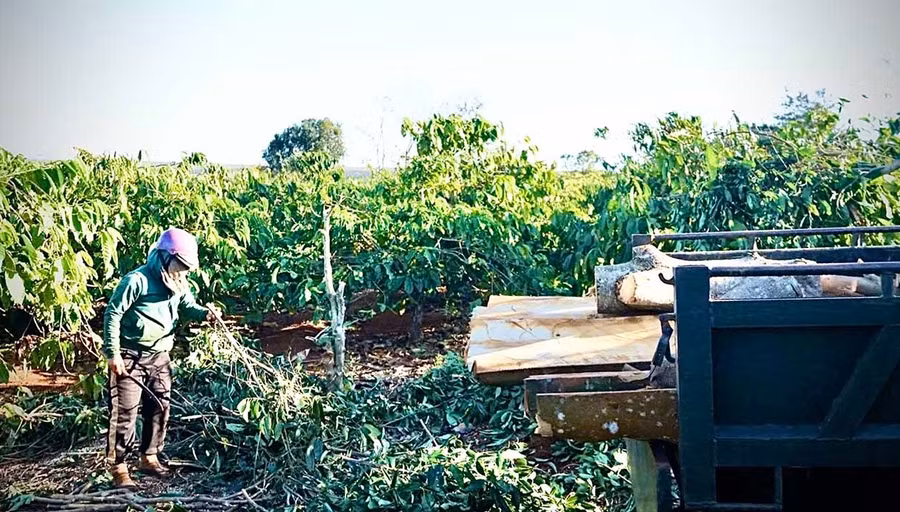 Proactively clearing coffee gardens early allows households to make use of coffee wood for firewood, reducing losses and expediting land handover for the project