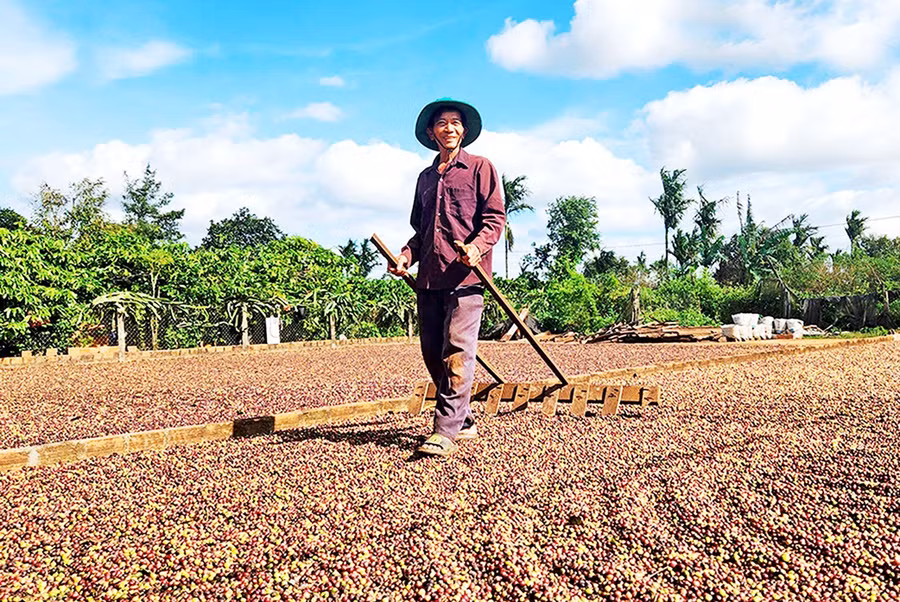Thanks to organic farming, many members of Ia Ring Agricultural Service Cooperative have enjoyed bumper coffee harvests. Photo: Ngọc Sang