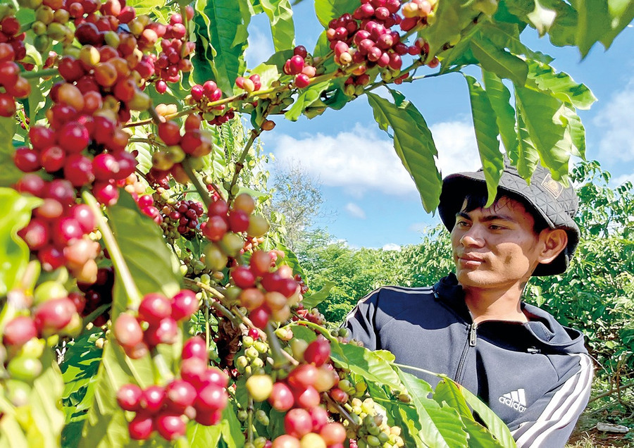 Coffee is Gia Lai’s key export commodity. Photo: Vũ Thảo