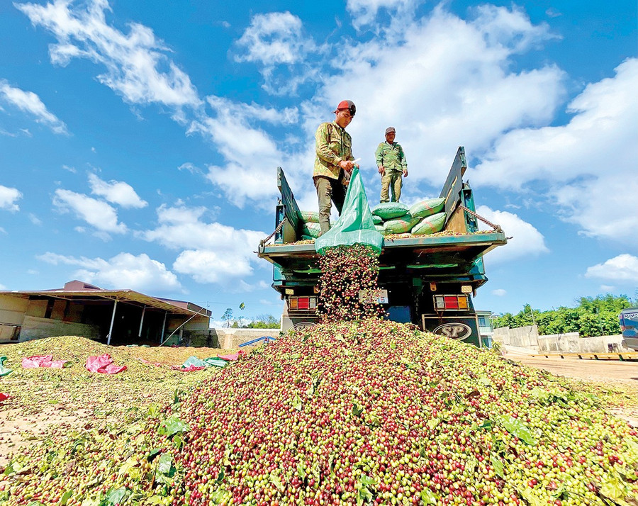 In the 2025-2026 coffee season, favorable weather has helped yields reach 3–3.5 tons of green beans per hectare. Photo: Vũ Thảo