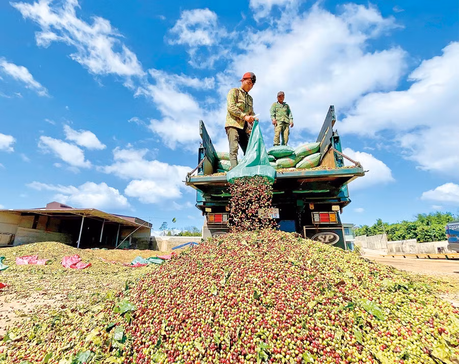 In the 2025-2026 coffee season, favorable weather has helped yields reach 3–3.5 tons of green beans per hectare. Photo: Vũ Thảo