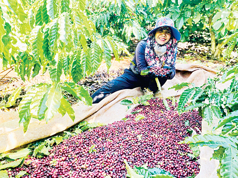 Ripe coffee cherries are selectively harvested at coffee farms that meet sustainable standards, catering to export market requirements. Photo: L.N
