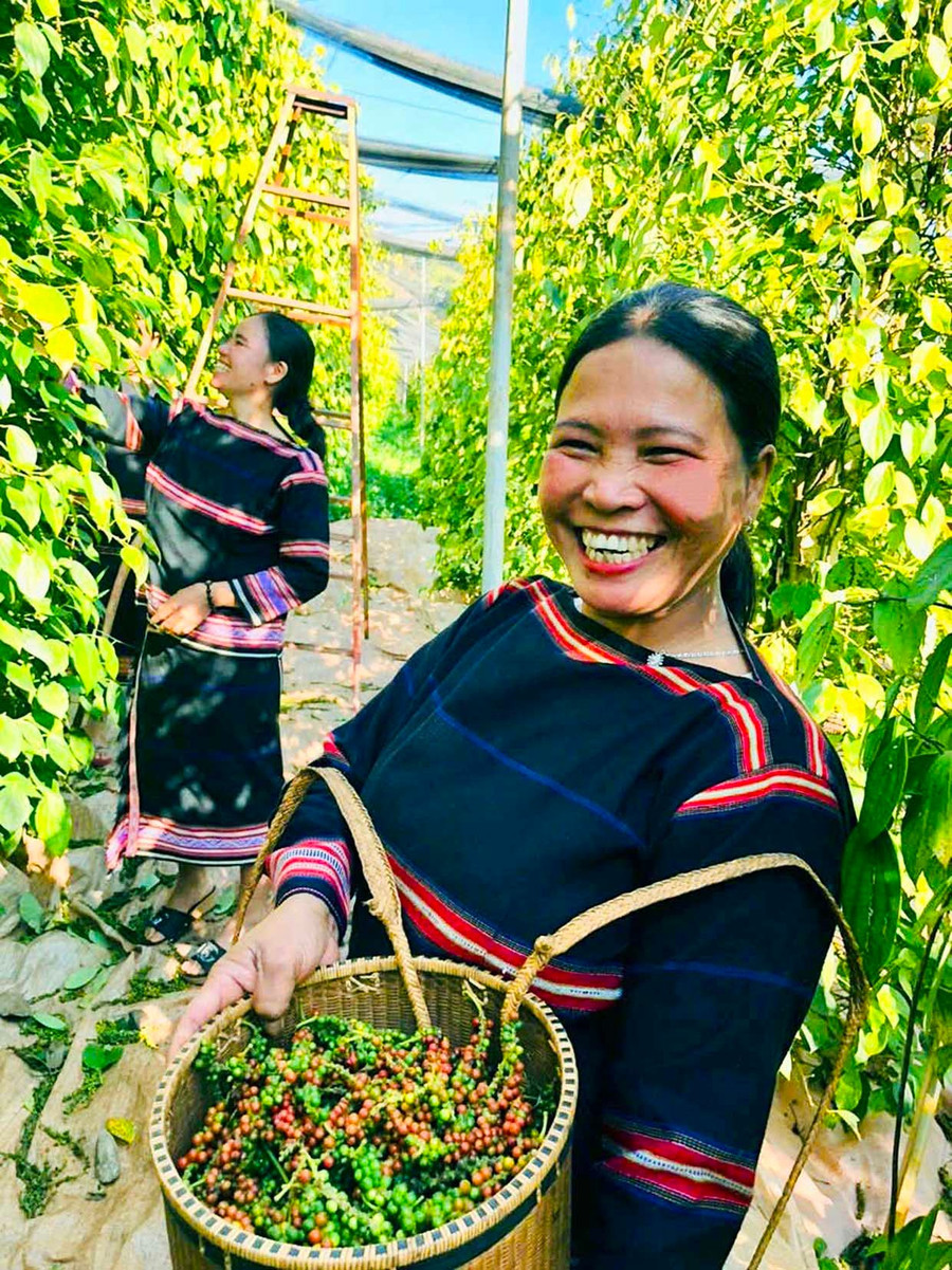 Nam Yang Agricultural and Service Cooperative links production of over 30 hectares of pepper certified organic by the US and Europe. Photo: ĐVCC