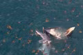 A mother and calf pair of killer whales were spotted hunting near the coast of Vung Boi.