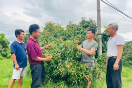 Members of the Hai Dang Agricultural and Service Cooperative share their experiences in cultivating and caring for fruit trees. Photo: Vu Chi