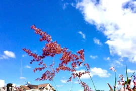 The plateau in the season of dreamy winds