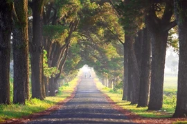 Pleiku’s pine canopies: Timeless guardians of Gia Lai’s mountain soul