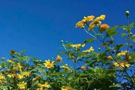 The wild sunflower season arrives