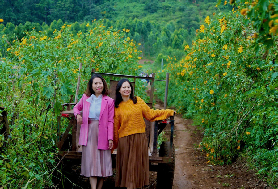 Wild sunflowers bloom in gold at the foot of Chu Dang Ya Mountain. Photo: Hong Hanh da-quy-no-vang-duoi-chan-nui-chu-dang-ya.jpg