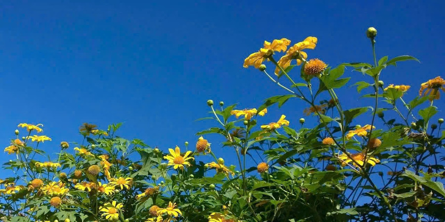 Wild sunflowers burst into the color of sunlight. Photo: Thai Binh da-quy-bung-len-mau-nang.jpg