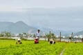 From Vegetable Village to Community Tourism Destination: New Livelihoods in Thuận Nghĩa