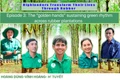 "Golden hands" sustain the green rhythm on rubber plantations