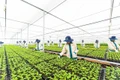 Gia Lai Province rises as high-tech agriculture destination