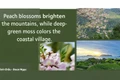 Wild apricot blossoms brighten the mountains, while lush green moss adorns the coastal villages.
