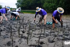 People plant mangrove saplings at Thi Nai Lagoon in Tuy Phuoc Dong Commune, Gia Lai Province, Vietnam, September 17, 2025. 