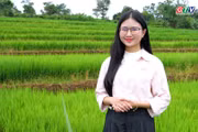 The allure of Chư Sê's terraced rice fields